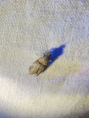 Trachonitis cristella