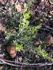 Grevillea quadricauda
