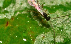 Orthocentrinae