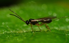 Orthocentrinae