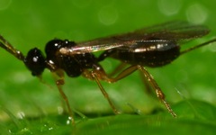 Orthocentrinae