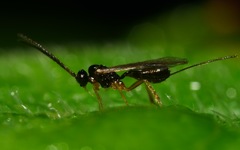 Orthocentrinae