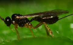 Orthocentrinae