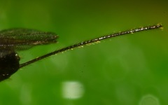 Orthocentrinae
