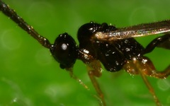 Orthocentrinae