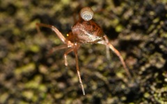 Acrodactyla