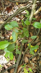 Cryptocarya triplinervis pubens