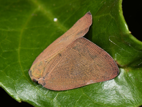 Brown Winged Plant Hopper