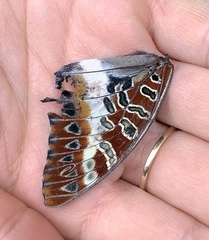 Charaxes brutus angustus