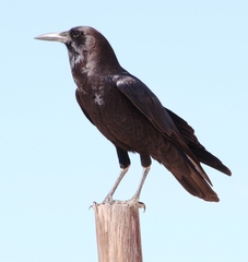 Corvus capensis capensis
