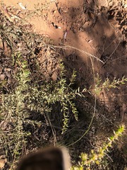 Grevillea quadricauda