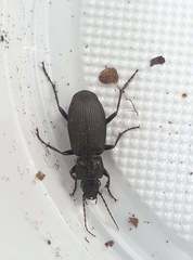 Pterostichus melanarius