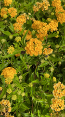 Lantana