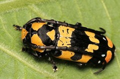 Tragocephala mima