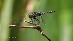 Onychothemis testacea