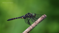 Onychothemis testacea