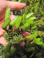 Cyclopia genistoides