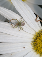 Australomisidia pilula