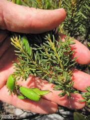 Cyclopia genistoides