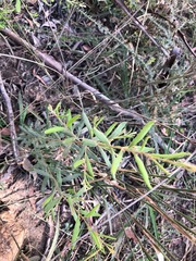Grevillea quadricauda