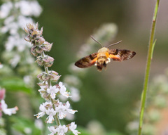 Macroglossum trochilus