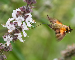 Macroglossum trochilus
