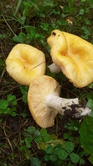 Russula lutea