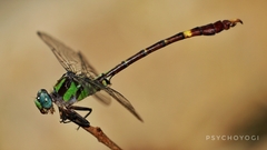 Nihonogomphus pulcherrimus