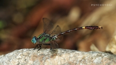 Nihonogomphus pulcherrimus