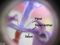 Moraea tripetala tripetala