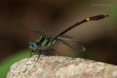 Nihonogomphus pulcherrimus