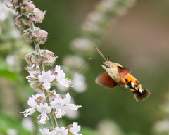 Macroglossum trochilus