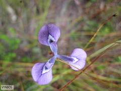Moraea tripetala tripetala