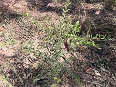 Grevillea quadricauda