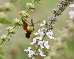 Macroglossum trochilus