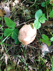 Boletus pinophilus