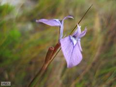Moraea tripetala tripetala