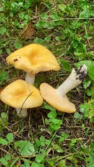 Russula lutea