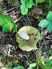 Boletus pinophilus