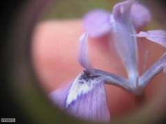 Moraea tripetala tripetala