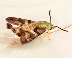 Macroglossum trochilus