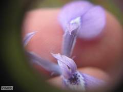 Moraea tripetala tripetala