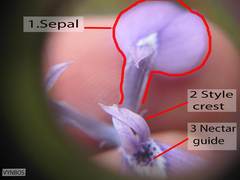 Moraea tripetala tripetala