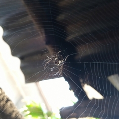 Araneae