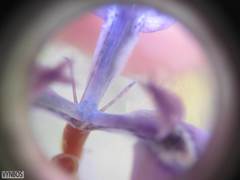 Moraea tripetala tripetala