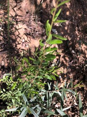 Grevillea quadricauda