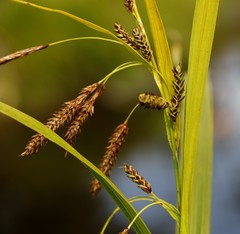 Carex tuminensis