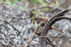 Trachyphonus darnaudii usambiro