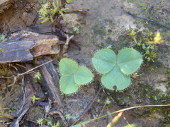Oxalis eckloniana