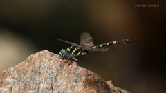 Paragomphus capricornis